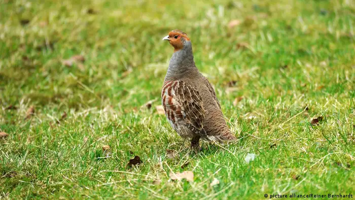 Rebhuhn 