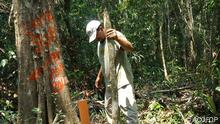 Peten forestry