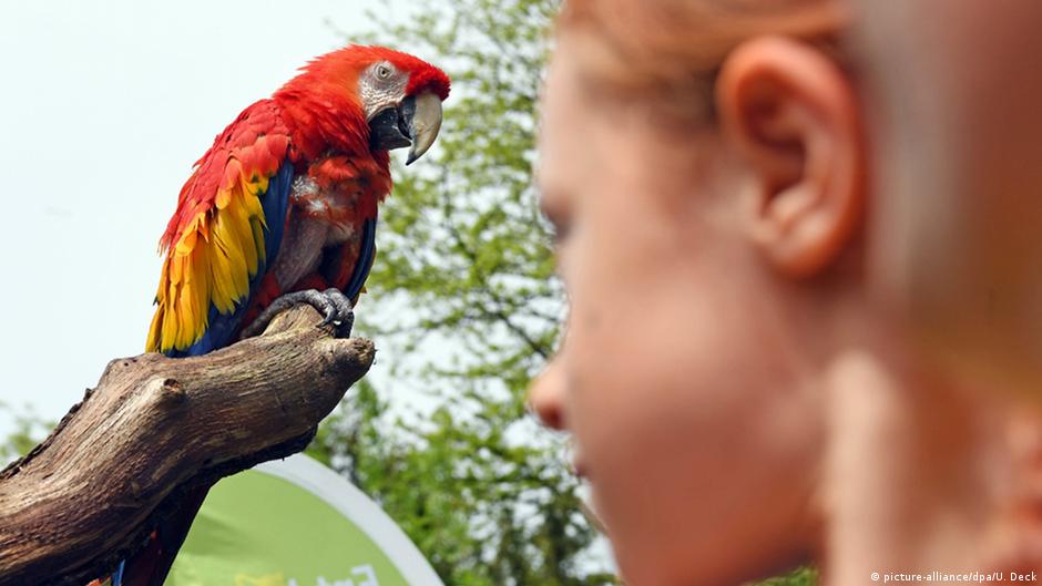 Дугласу уже почти 50 лет. Несмотря на столь солидный возраст, 12-часовой путь в Германию из Швеции на машине, как отмечает агентство dpa, он перенес прекрасно.