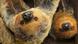 Sloths, Copyright: Imago/ Steffen Schellhorn Sloths, Copyright: Imago/ Steffen Schellhorn