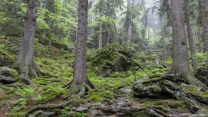 Bäume im Bayerischen Wald
