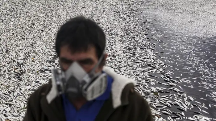 Chile giftige Rotalgen Fischsterben Krise Fischerei Plage Giftalgen Algen (picture-alliance/AP Photo/F. Marquez)