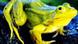 Frog Frog