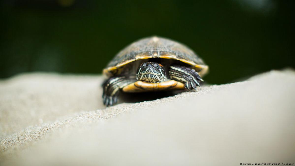 海洋精神- 格林纳达旅游局, image size:1199x674