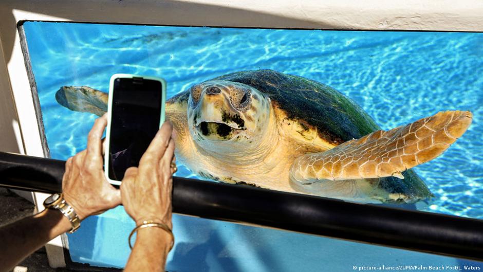 World Turtle Day 16 A Big Cheer For An Endangered Species Science In Depth Reporting On Science And Technology Dw 23 05 16