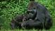 Eastern Lowland Gorilla © picture-alliance/dpa/G.Lacz Eastern Lowland Gorilla © picture-alliance/dpa/G.Lacz