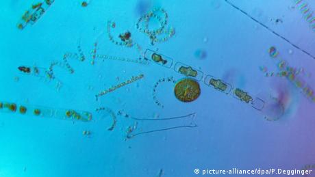 A microscopic image of phytoplankton 
