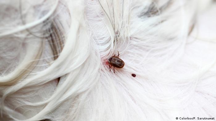 A tick burrowed into a dog's fur