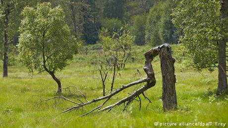 Bäume im Hunsrück-Hochwald