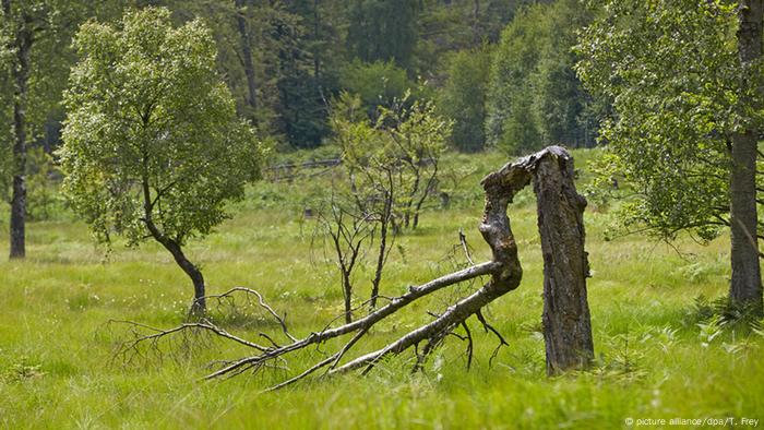 Bäume im Hunsrück-Hochwald