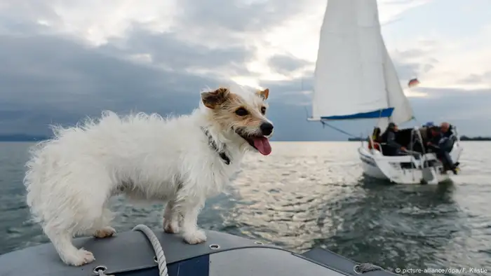 Deutschland Bodensee Vordergrund Hund vor Segelyacht