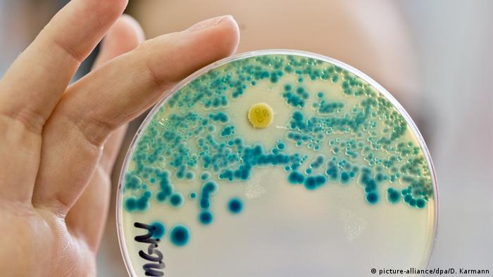 Klinische Mikrobiologie Immunologie Hygiene Petrischale