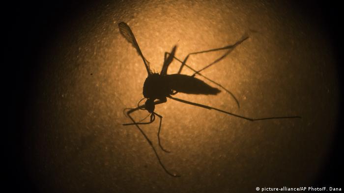 Brasilien Aedes aegypti mosquito - Forschung Zika Virus