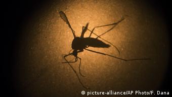 Además del Aedes aegypti, el mosquito común también transmite el virus del zika.
