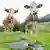 Rinder und Kuhfladen auf der Wiese (Foto: dpa)