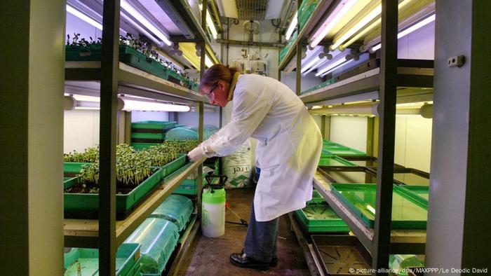 Frankreich Genmais der US Firma Monsanto Symbolbild