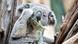 Deutschland Koala Oobi-Ooobi im Zoo Leipzig wird EM-Orakel Deutschland Koala Oobi-Ooobi im Zoo Leipzig wird EM-Orakel