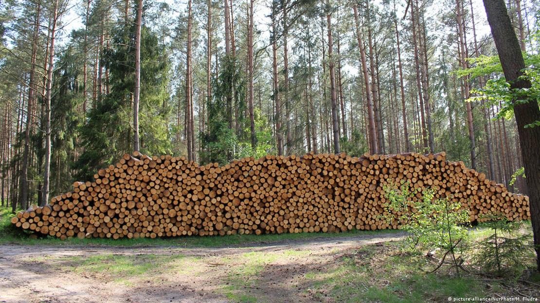 Poland Halts Logging in 10 of Its Oldest Forests