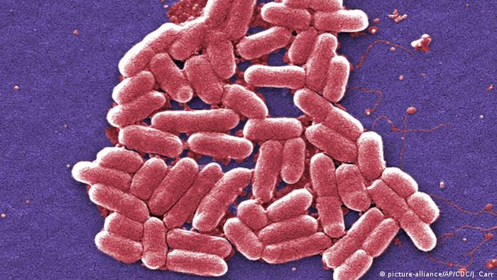  От една страна бактериите от групата Escherichia coli извършват значими функционалности в червата на индивида. Но при хората с отслабена имунна система изключително рисковият високопатогенен вариант на пръчковидните бактерии (ентерохеморагична ешерихия коли) може да провокира тежка чревна зараза. 