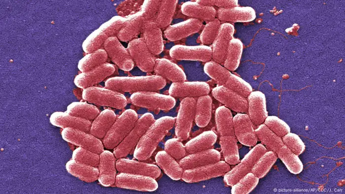 E. coli und EHEC