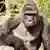 USA Zoo Cincinnati Gorilla wird erschossen