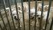 Almanya'nın Wesel kentindeki hayvan barınağında çok sayıda Malta cinsi köpek - (06.04.2016) Almanya'nın Wesel kentindeki hayvan barınağında çok sayıda Malta cinsi köpek - (06.04.2016)
