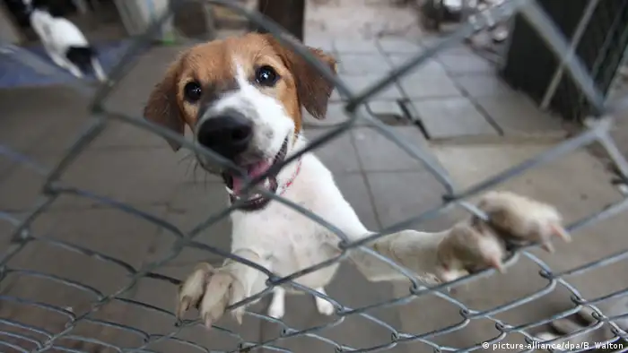 Thailand Hund wartet auf Adoption