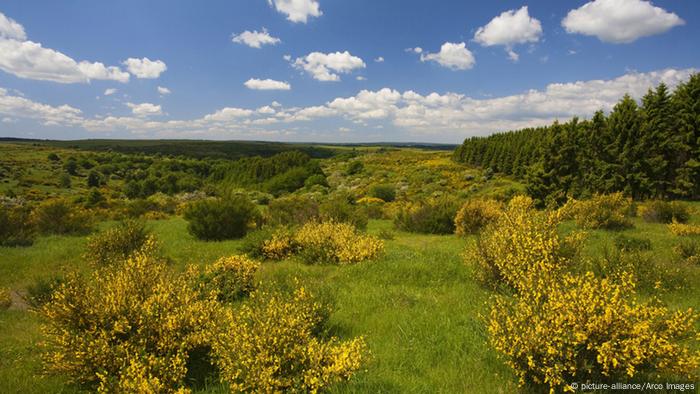 Nationalpark Eifel Besenginster