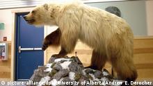 HANDOUT - Ein ausgestopfter «Pizzly», drei Viertel Grizzly und ein Viertel Polarbär, steht in der Community Hall in Ulukhaktok, Northwest Territories, Kanada (undatiert). Foto: Andrew E. Derocher, University of Alberta/dpa (zu dpa Wenn Grizzlys mit Eisbären anbandeln - und der Klimawandel schuld ist vom 28.05.0216, ACHTUNG: Nur zur redaktionellen Verwendung im Zusammenhang mit der aktuellen Berichterstattung und nur bei Nennung: «Foto: Andrew E. Derocher, University of Alberta/dpa») +++ (C) picture-alliance/dpa/University of Alberta/Andrew E. Derocher