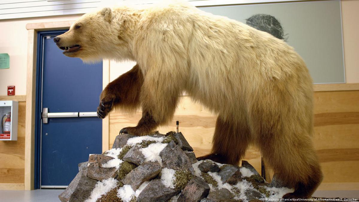 Sorprendentes especies híbridas – DW – 03/06/2016, image size:1199x674