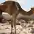 Pastoralisten Somalia Kamel