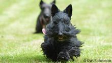 Auch Hunde und Katzen infizieren sich oft mit Corona