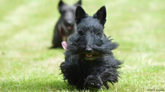 Deutschland Scottie bei Hasenhatz (DW/F. Schmidt)