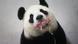 Belgien Panda Mutter Panda Baby Belgien Panda Mutter Panda Baby