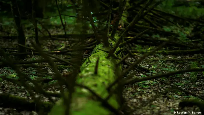 Ein abgestorbener Baumstamm ist mit Moos überzogen. (Foto: Reuters/K. Pempel)