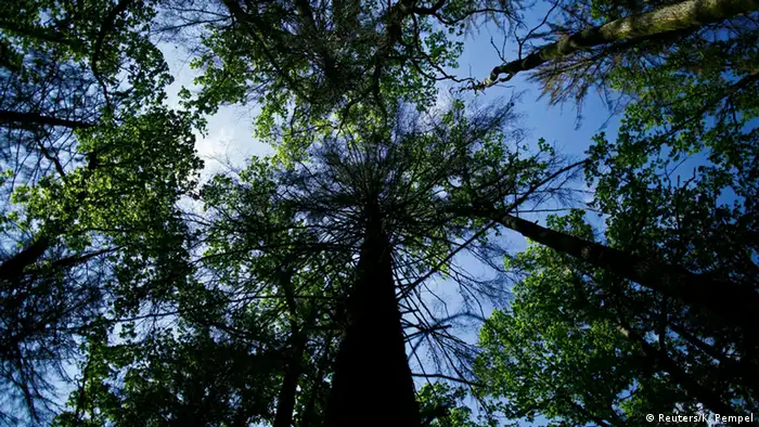 Meterhoch über dem Boden ragen die Baumkronen in den Himmel. (Foto: Reuters/K. Pempel)