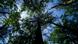 The sky is seen through trees at Bialowieza forest, the last primeval forest in Europe The sky is seen through trees at Bialowieza forest, the last primeval forest in Europe