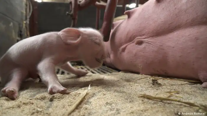 Glyphosat Missbildungen bei Schweinen