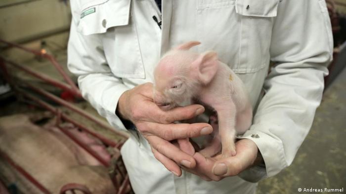 Glyphosat Missbildungen bei Schweinen