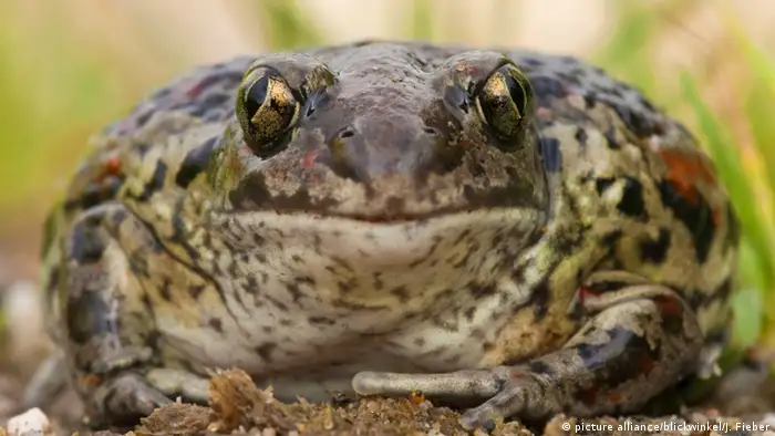 Eine Knoblauchkröte blickt frontal in die Kamera