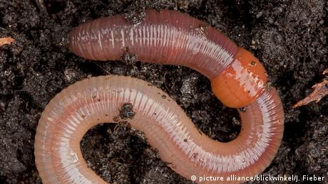 A close-up picture of an earthworm 