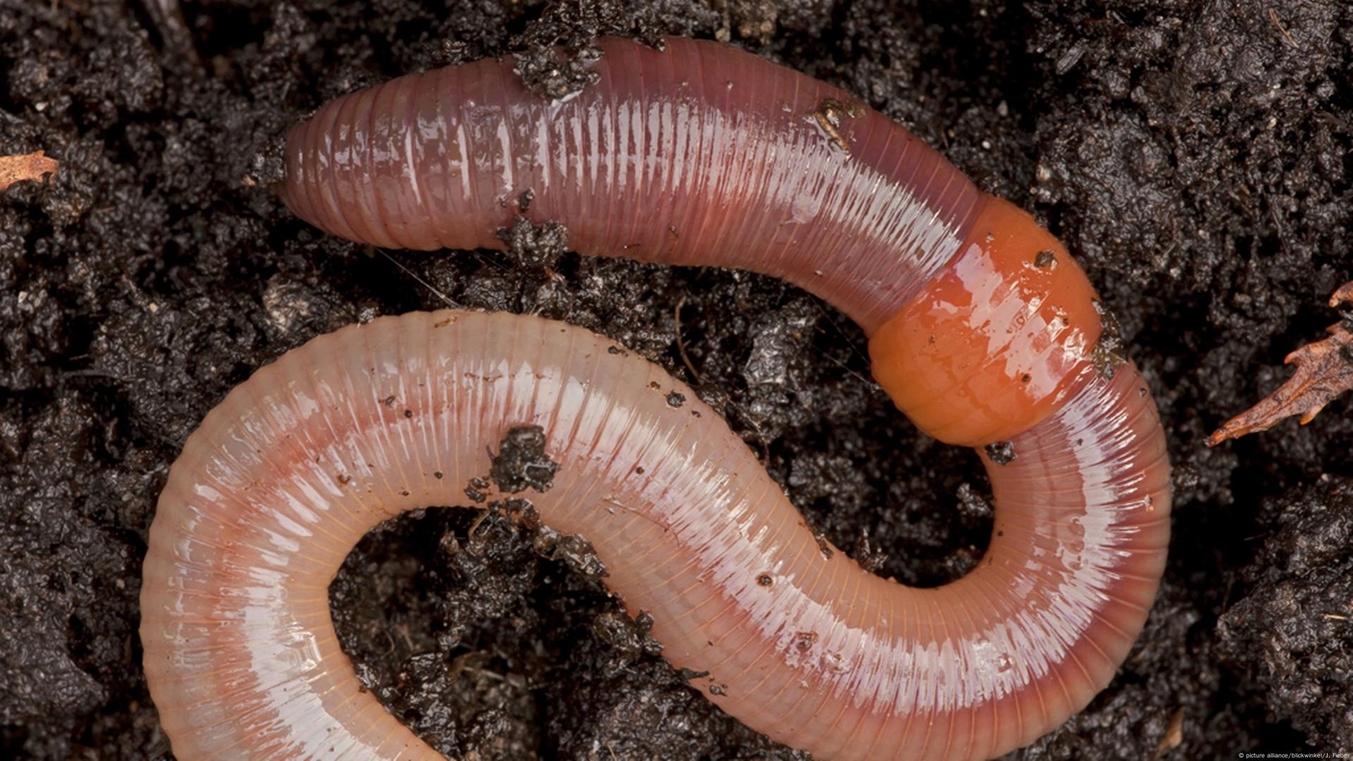 earthworms in soil