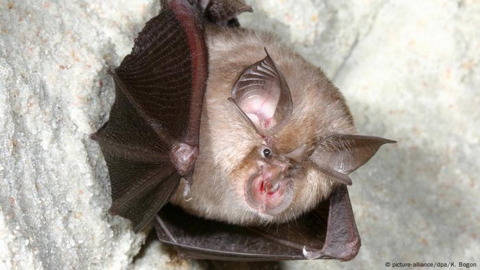 Fledermaus