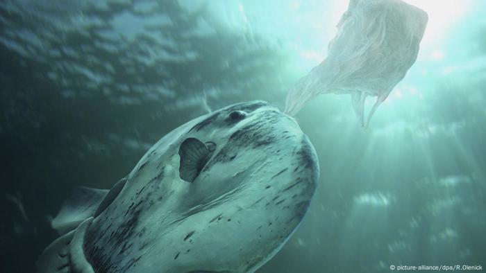 Mola mola Sonnenfisch Plastiktüte 