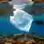 Ein Fisch schwimmt nahe einer Plastiktüte im Roten Meer