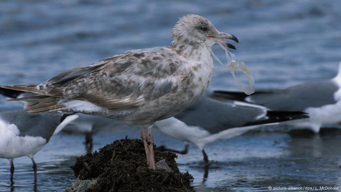 Möwe mit Plastikmüll im Schnabel 