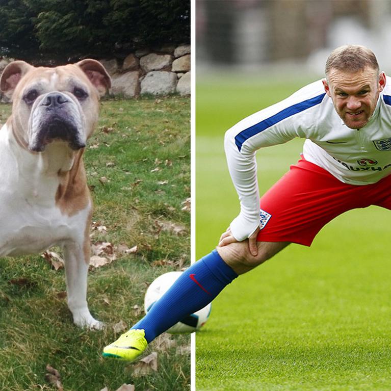 Euro 2016 football stars and their animal doubles – DW – 06/09/2016 Euro 2016 football stars and their animal doubles – DW – 06/09/2016