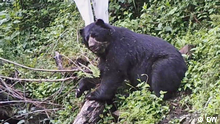 Beruang Andes Perawat Ekosistem Yang Dimusuhi Petani