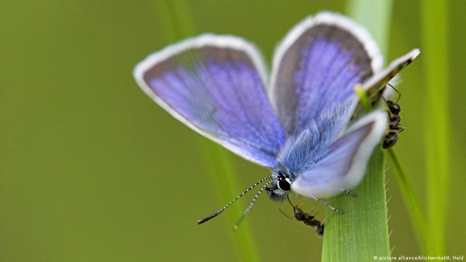 Butterfly Rescue Butterfly rescue