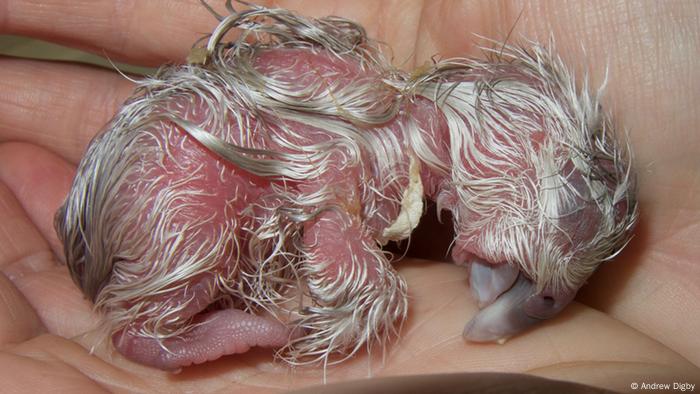 Zephyr 2 kakapo viščiukas (Andrew Digby nuotrauka) Zephyr 2 kakapo viščiukas (Andrew Digby nuotrauka)